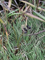 Juncus novae-zelandiae