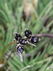 Juncus novae-zelandiae