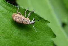 Epicaerus texanus