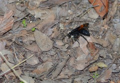 Calopompilus maculipennis