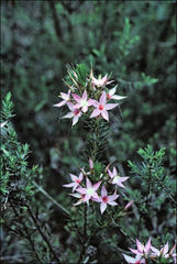 Calytrix glutinosa