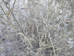 Hoffmannseggia microphylla