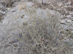 Hoffmannseggia microphylla