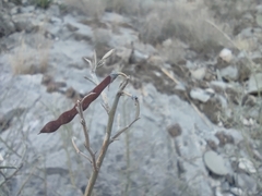 Hoffmannseggia microphylla