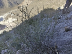 Hoffmannseggia microphylla