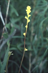 Synaphea petiolaris