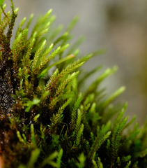 Philonotis capillaris