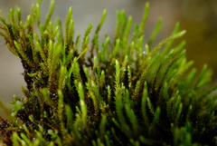 Philonotis capillaris