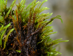 Philonotis capillaris