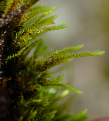 Philonotis capillaris