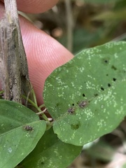 Acanthocheila visenda