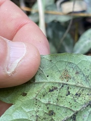 Acanthocheila visenda