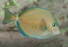 Prionurus maculatus
