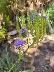 Pseudoselago subglabra
