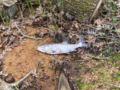 Orthodon microlepidotus