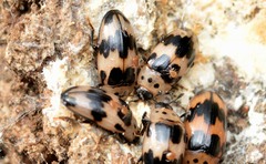 Ischyrus quadripunctatus