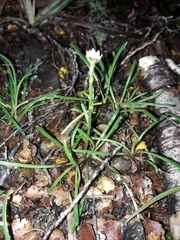 Abrotanella linearis