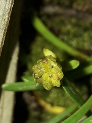 Abrotanella linearis