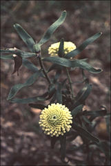 Isopogon sphaerocephalus
