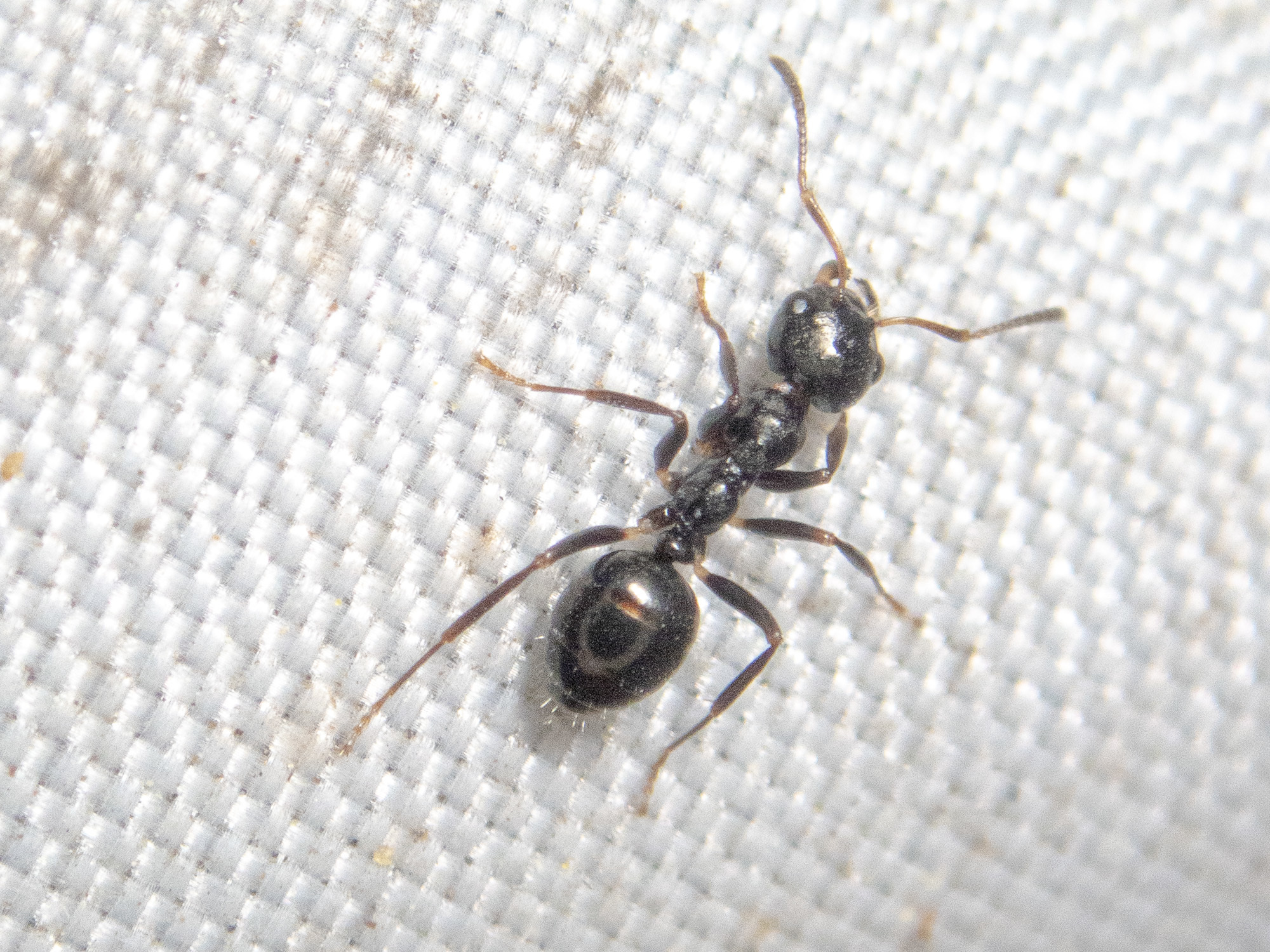 Myrmecorhynchus carteri