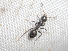 Myrmecorhynchus