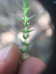 Crassula lanceolata