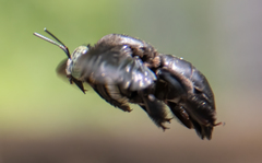 Xylocopa perforator