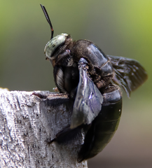Xylocopa perforator