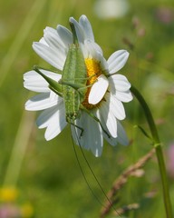 Poecilimon intermedius
