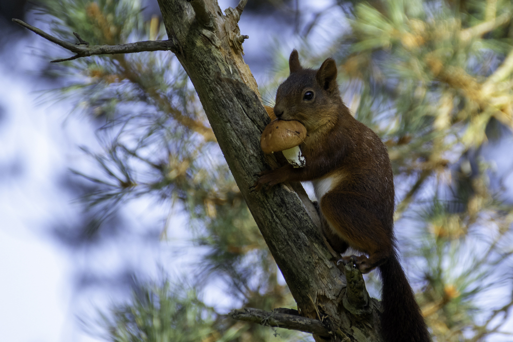 British Red Squirrel