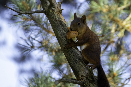British Red Squirrel
