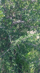 Searsia longispina