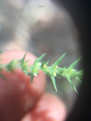 Crassula lanceolata