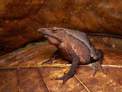 Rhinella tenrec