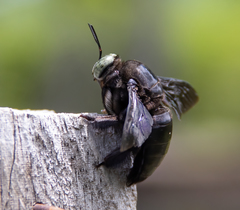 Xylocopa perforator