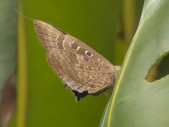 Arhopala araxes