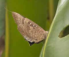 Arhopala araxes