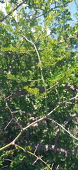 Asparagus multiflorus