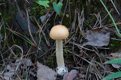 Amanita flavescens