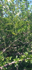 Asparagus multiflorus