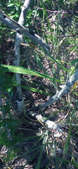 Asparagus multiflorus