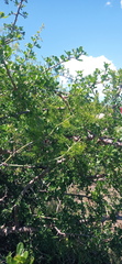 Asparagus multiflorus