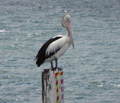 Pelecanus conspicillatus