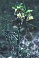 Pimelea suaveolens