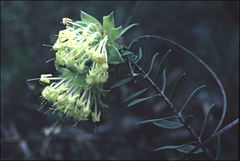 Pimelea suaveolens