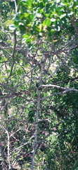 Asparagus multiflorus