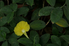 Monocostus uniflorus