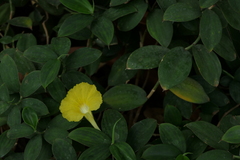 Monocostus uniflorus