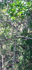 Asparagus multiflorus