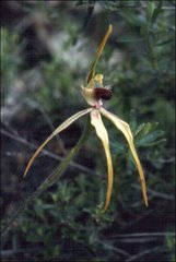 Caladenia longiclavata